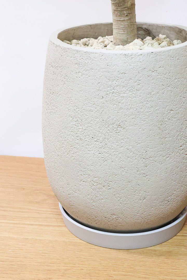 【ベンガレンシス】この樹形はイイ！沖縄で生長したしっかりとした幹！自信を持っておすすめします！