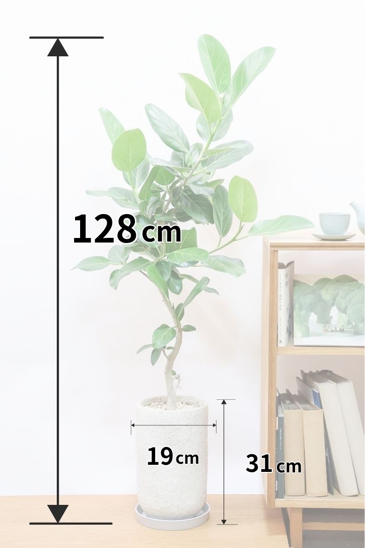 【ベンガレンシス】とてもスタイリッシュな樹形！このサイズ感のベンガレンシスはなかなか入荷できませんのでぜひ！