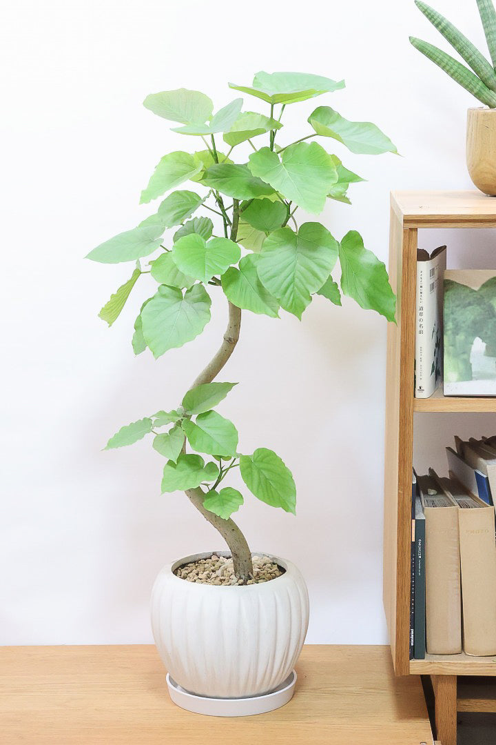 【ウンベラータ】幹が太すぎます!!沖縄でしっかりと時間をかけて作り込まれた逸品ですのでおススメですよ！