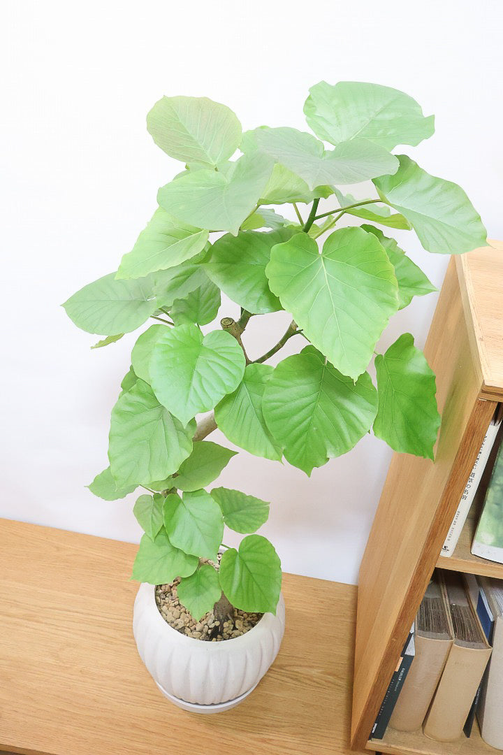 【ウンベラータ】幹が太すぎます!!沖縄でしっかりと時間をかけて作り込まれた逸品ですのでおススメですよ！