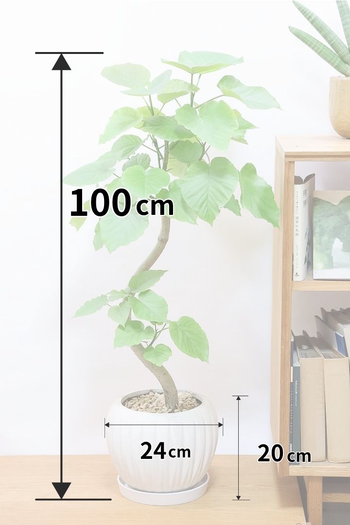 【ウンベラータ】幹が太すぎます!!沖縄でしっかりと時間をかけて作り込まれた逸品ですのでおススメですよ！