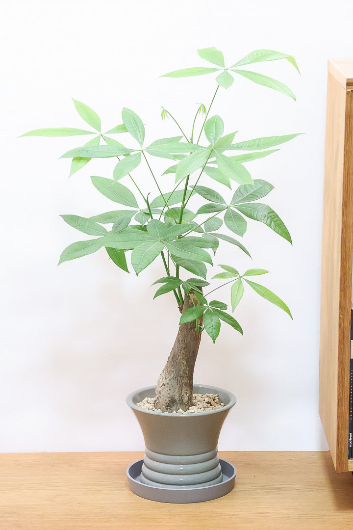 【パキラ】かわいくカーブした幹！スタイリッシュなフォルムのPOTとイイ感じにマッチしています！