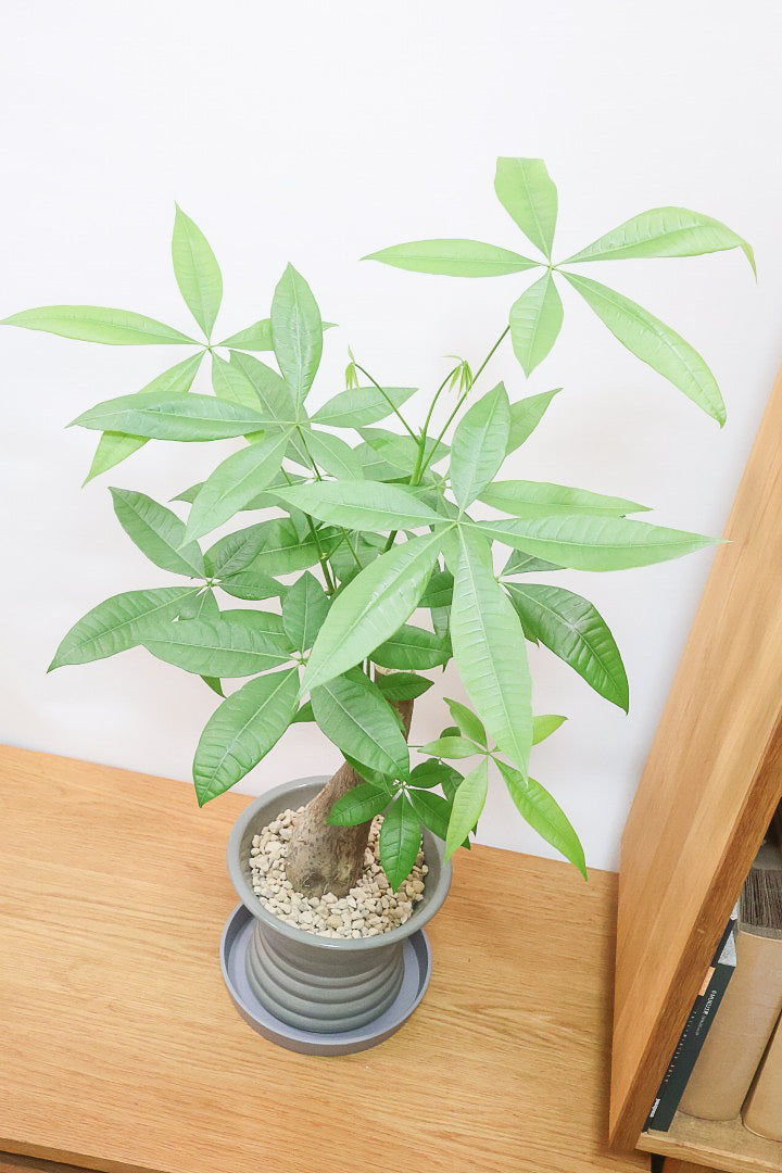 【パキラ】かわいくカーブした幹！スタイリッシュなフォルムのPOTとイイ感じにマッチしています！