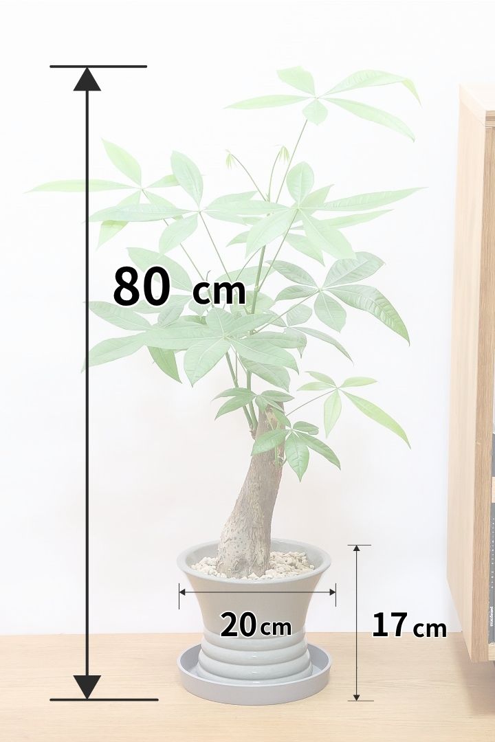 【パキラ】かわいくカーブした幹！スタイリッシュなフォルムのPOTとイイ感じにマッチしています！