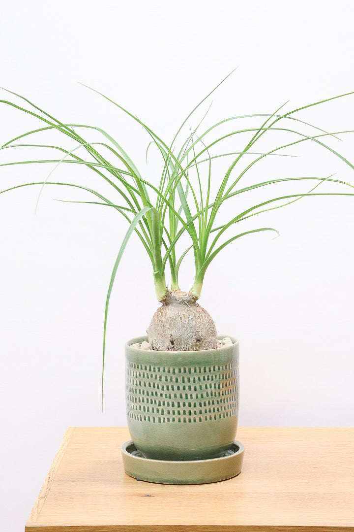 【ノリナ】全高40cmのかわいいサイズ！まん丸の幹がとてもかわいい観葉植物なんです！