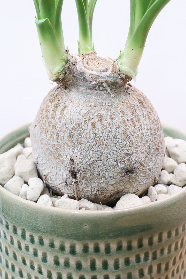 【ノリナ】全高40cmのかわいいサイズ！まん丸の幹がとてもかわいい観葉植物なんです！