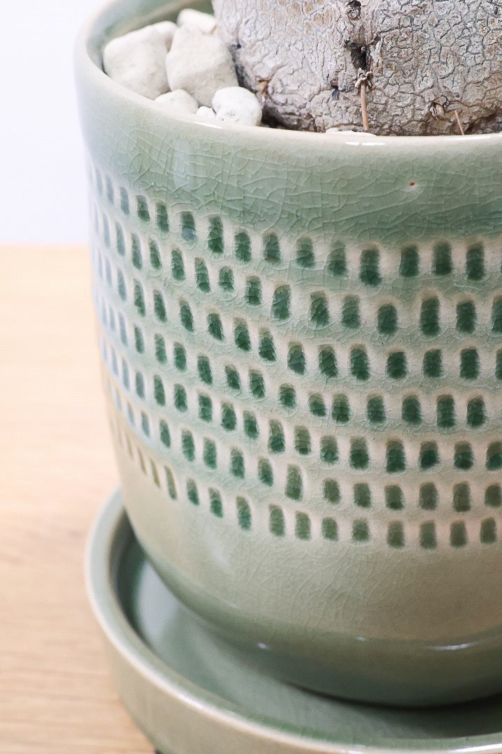 【ノリナ】全高40cmのかわいいサイズ！まん丸の幹がとてもかわいい観葉植物なんです！