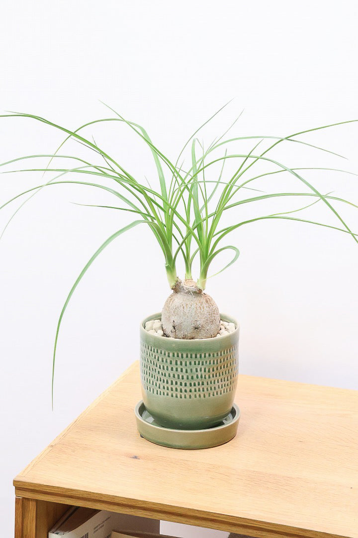 【ノリナ】全高40cmのかわいいサイズ！まん丸の幹がとてもかわいい観葉植物なんです！