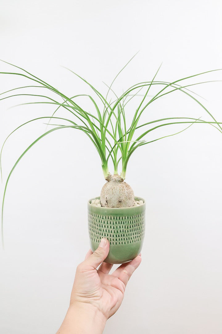 【ノリナ】全高40cmのかわいいサイズ！まん丸の幹がとてもかわいい観葉植物なんです！