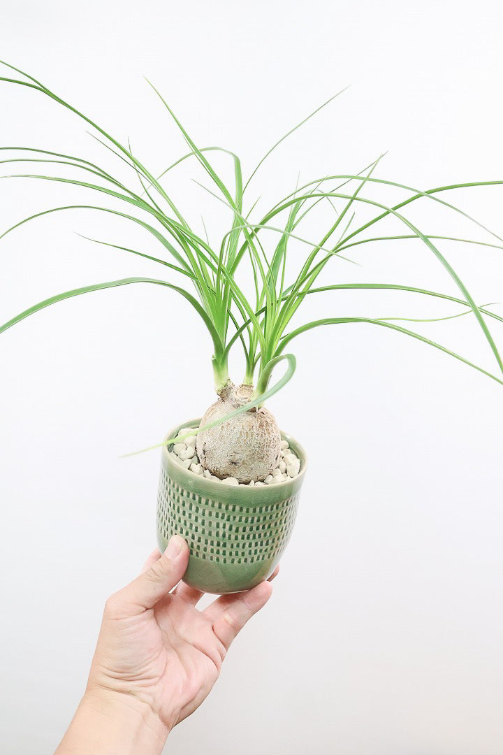 【ノリナ】全高40cmのかわいいサイズ！まん丸の幹がとてもかわいい観葉植物なんです！