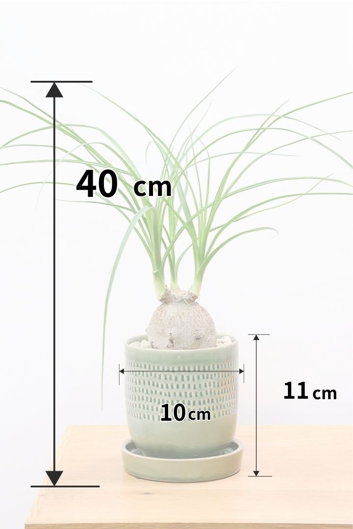 【ノリナ】全高40cmのかわいいサイズ！まん丸の幹がとてもかわいい観葉植物なんです！