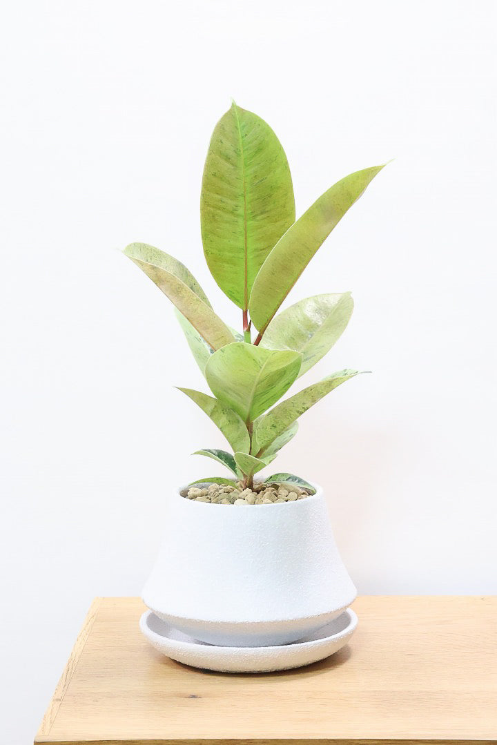 【フィカス ジン】新作のホワイトPOT！今回はシンプルな樹形！葉色がバツグンにキレイですのでおススメですよ！