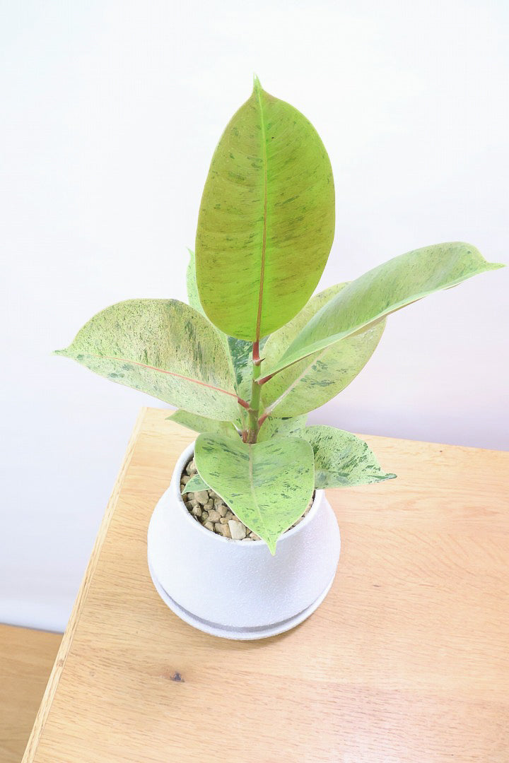 【フィカス ジン】新作のホワイトPOT！今回はシンプルな樹形！葉色がバツグンにキレイですのでおススメですよ！