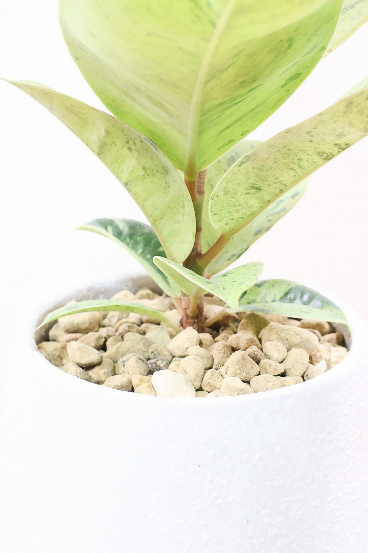 【フィカス ジン】新作のホワイトPOT！今回はシンプルな樹形！葉色がバツグンにキレイですのでおススメですよ！