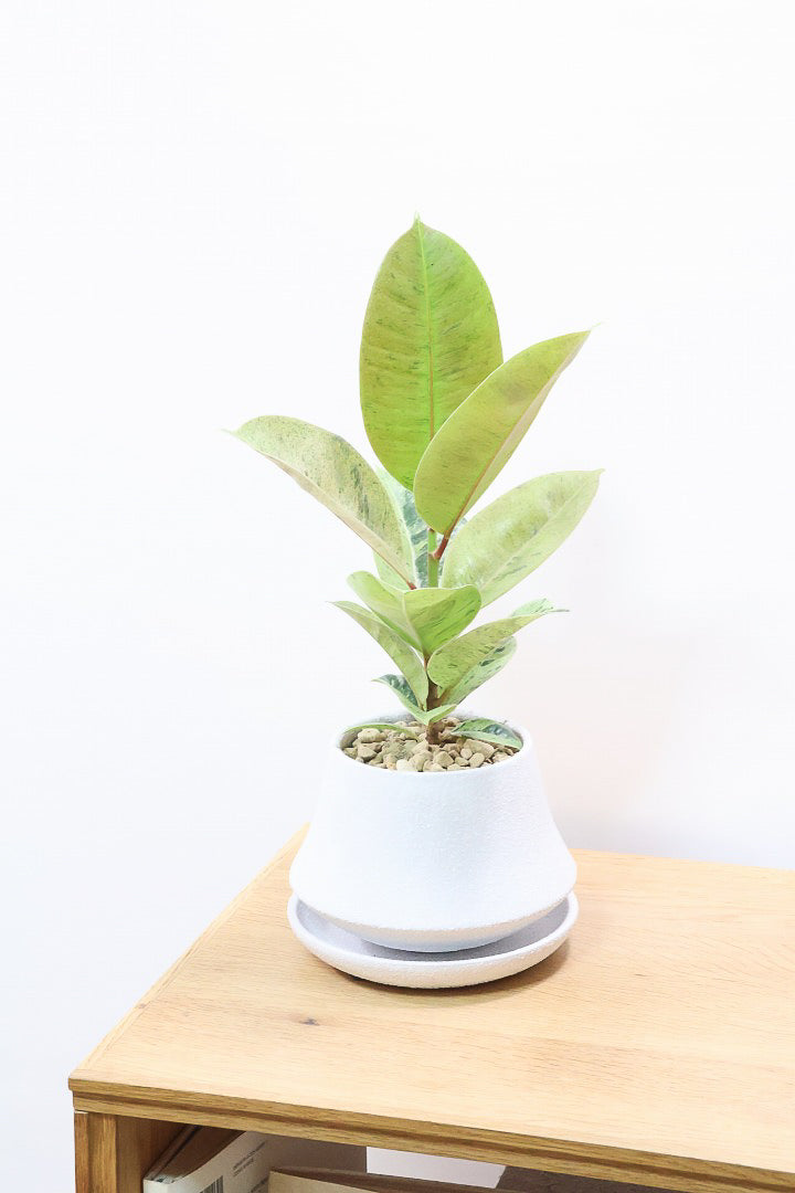 【フィカス ジン】新作のホワイトPOT！今回はシンプルな樹形！葉色がバツグンにキレイですのでおススメですよ！