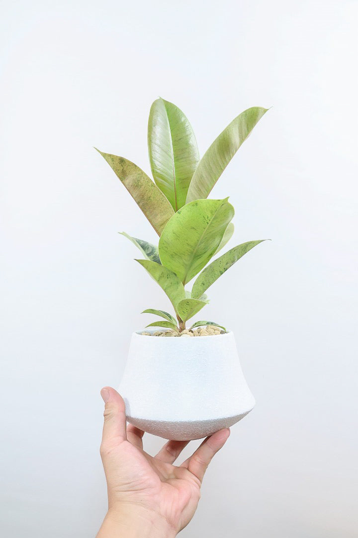 【フィカス ジン】新作のホワイトPOT！今回はシンプルな樹形！葉色がバツグンにキレイですのでおススメですよ！