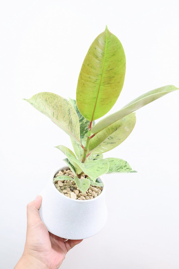 【フィカス ジン】新作のホワイトPOT！今回はシンプルな樹形！葉色がバツグンにキレイですのでおススメですよ！