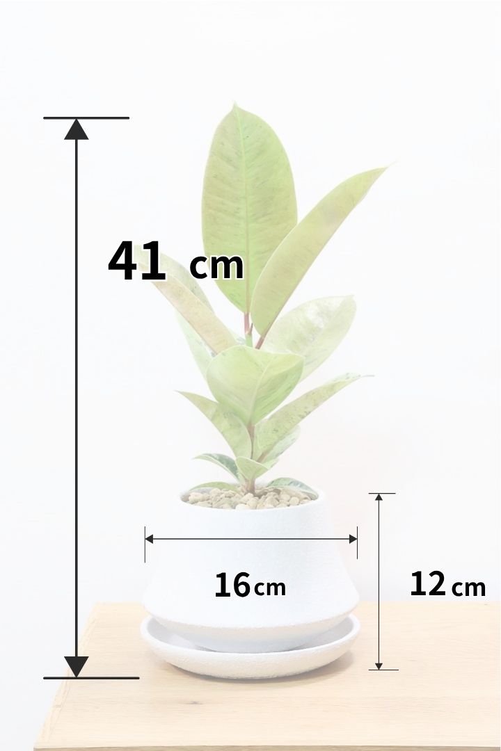 【フィカス ジン】新作のホワイトPOT！今回はシンプルな樹形！葉色がバツグンにキレイですのでおススメですよ！