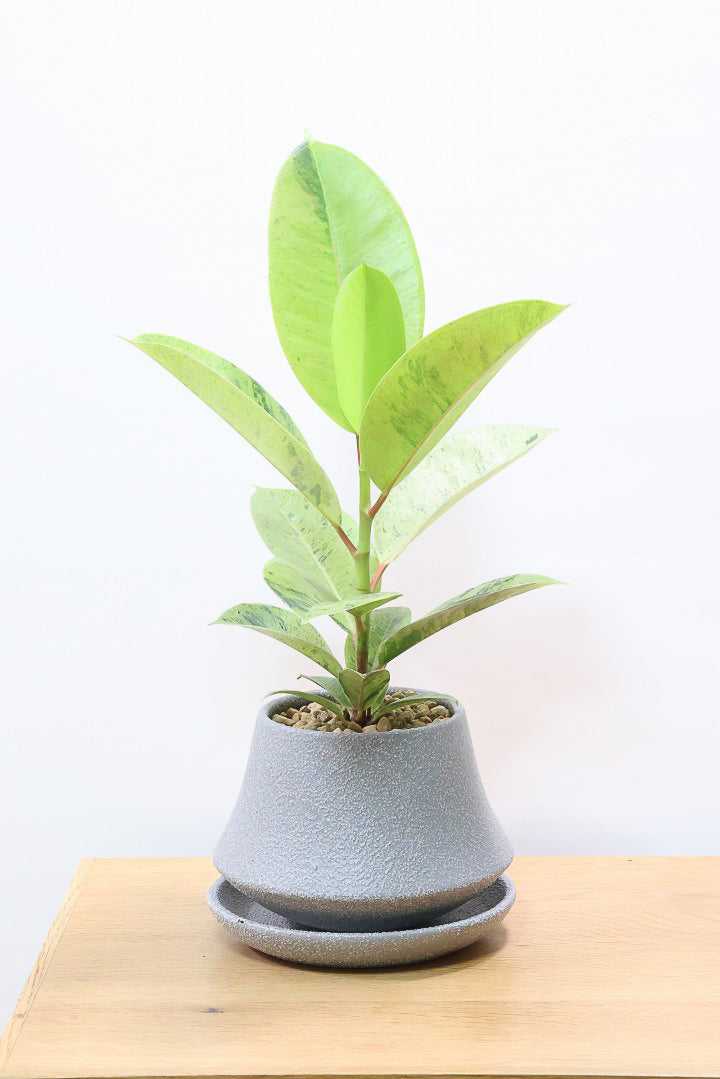 【フィカス ジン】新作のグレーPOT！今回はシンプルな樹形！葉色がバツグンにキレイですのでおススメですよ！ (コピー)