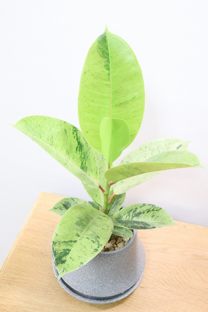 【フィカス ジン】新作のグレーPOT！今回はシンプルな樹形！葉色がバツグンにキレイですのでおススメですよ！ (コピー)