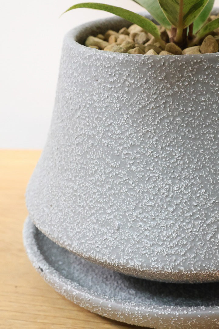 【フィカス ジン】新作のグレーPOT！今回はシンプルな樹形！葉色がバツグンにキレイですのでおススメですよ！ (コピー)