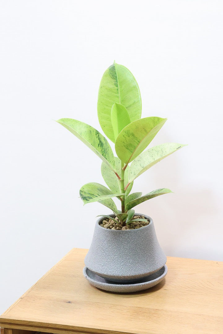 【フィカス ジン】新作のグレーPOT！今回はシンプルな樹形！葉色がバツグンにキレイですのでおススメですよ！ (コピー)