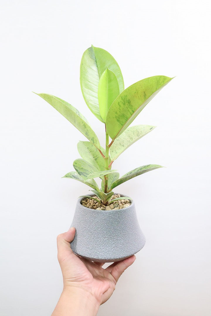 【フィカス ジン】新作のグレーPOT！今回はシンプルな樹形！葉色がバツグンにキレイですのでおススメですよ！ (コピー)