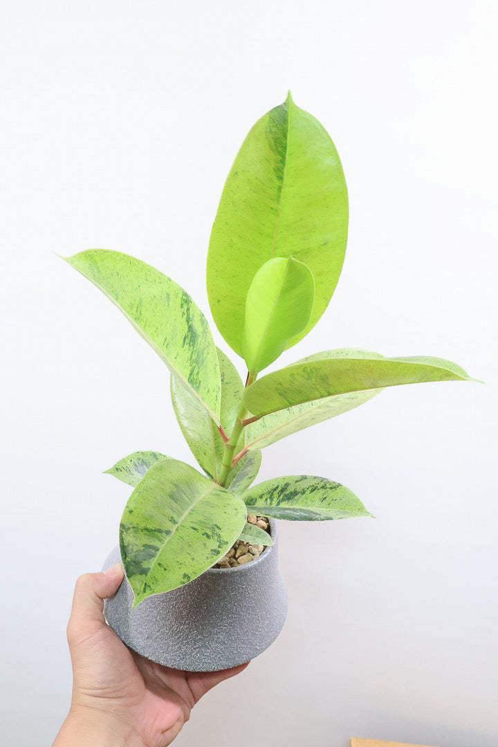 【フィカス ジン】新作のグレーPOT！今回はシンプルな樹形！葉色がバツグンにキレイですのでおススメですよ！ (コピー)