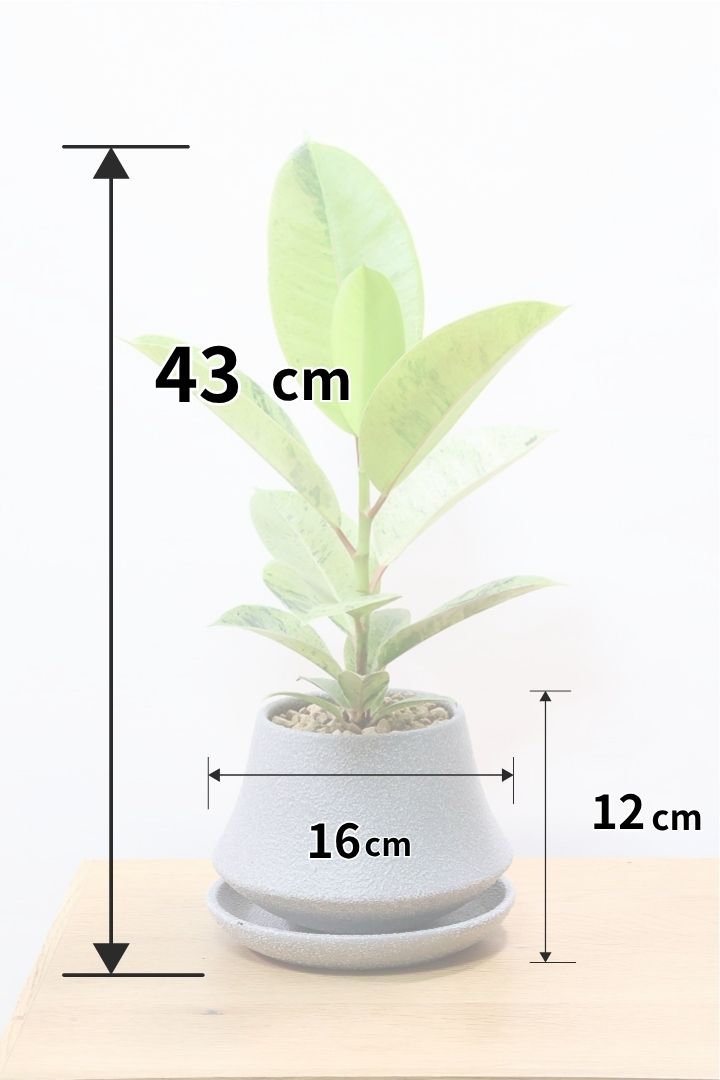 【フィカス ジン】新作のグレーPOT！今回はシンプルな樹形！葉色がバツグンにキレイですのでおススメですよ！ (コピー)