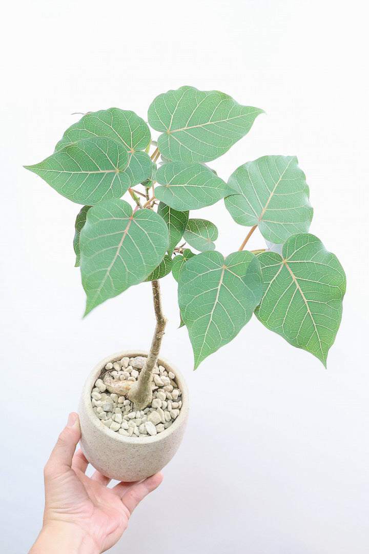 【フィカス ペティオラリス】全高45cm！この植物の特徴は真っ赤な葉脈！しっかりとした幹が美しく、インテリアに人気です!!