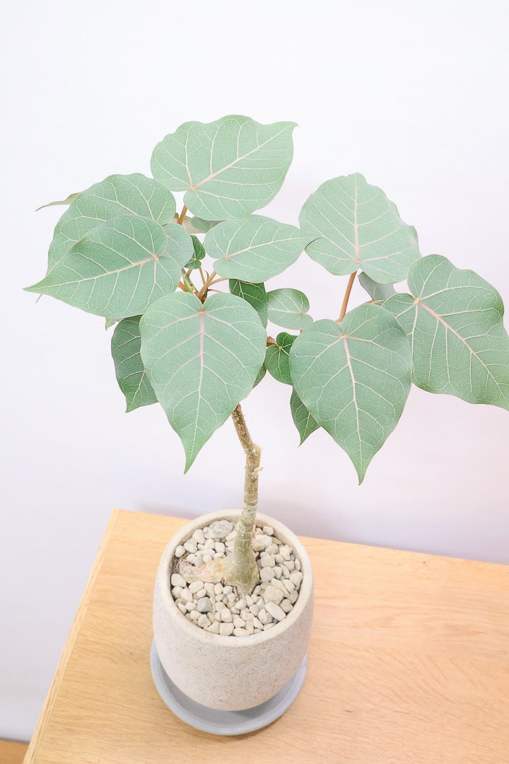 【フィカス ペティオラリス】全高45cm！この植物の特徴は真っ赤な葉脈！しっかりとした幹が美しく、インテリアに人気です!!