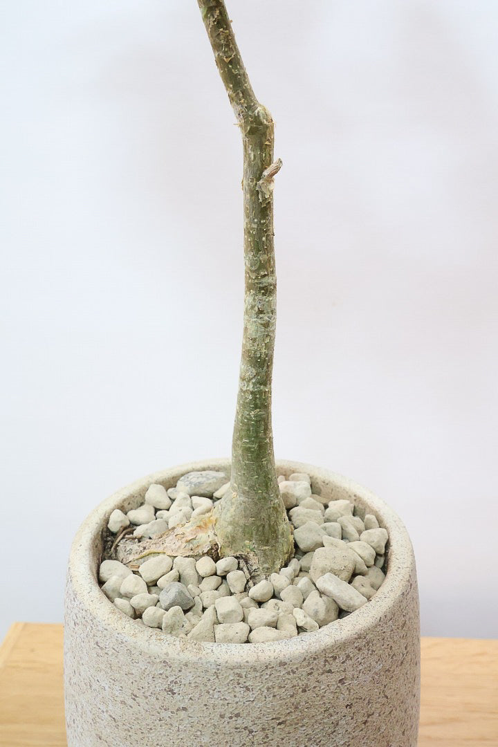 【フィカス ペティオラリス】全高45cm！この植物の特徴は真っ赤な葉脈！しっかりとした幹が美しく、インテリアに人気です!!