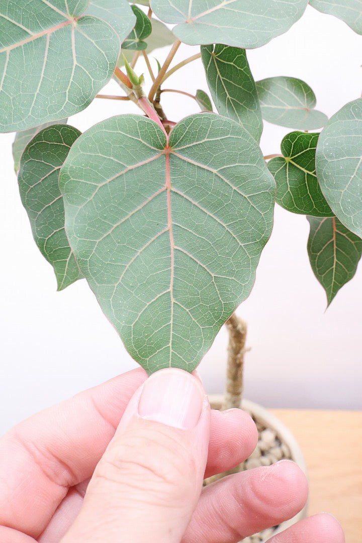 【フィカス ペティオラリス】全高45cm！この植物の特徴は真っ赤な葉脈！しっかりとした幹が美しく、インテリアに人気です!!