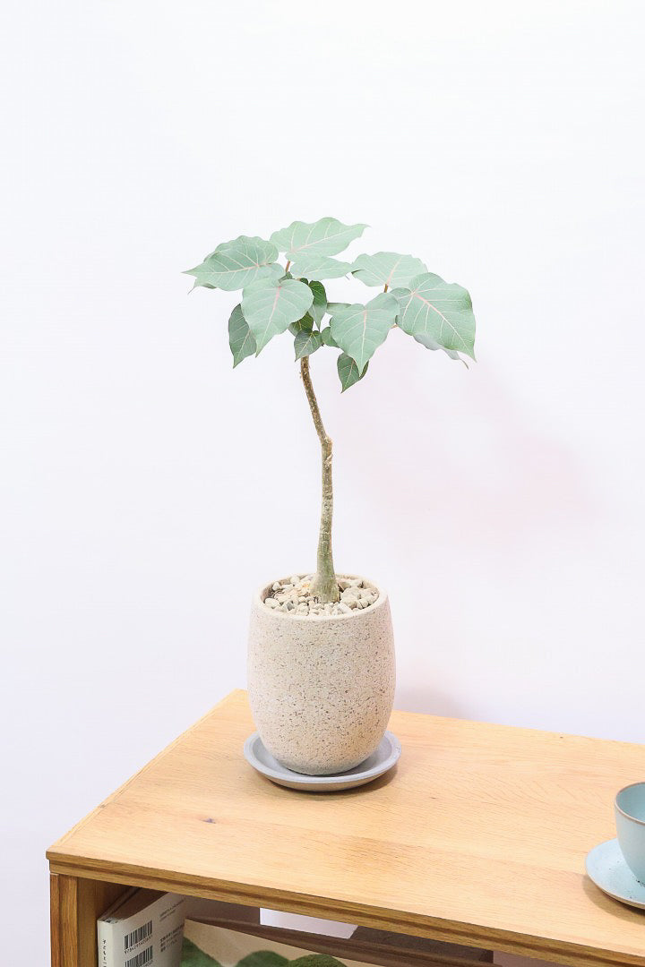 【フィカス ペティオラリス】全高45cm！この植物の特徴は真っ赤な葉脈！しっかりとした幹が美しく、インテリアに人気です!!