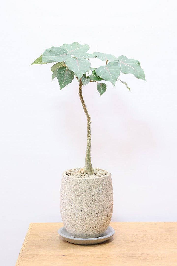【フィカス ペティオラリス】全高45cm！この植物の特徴は真っ赤な葉脈！しっかりとした幹が美しく、インテリアに人気です!!