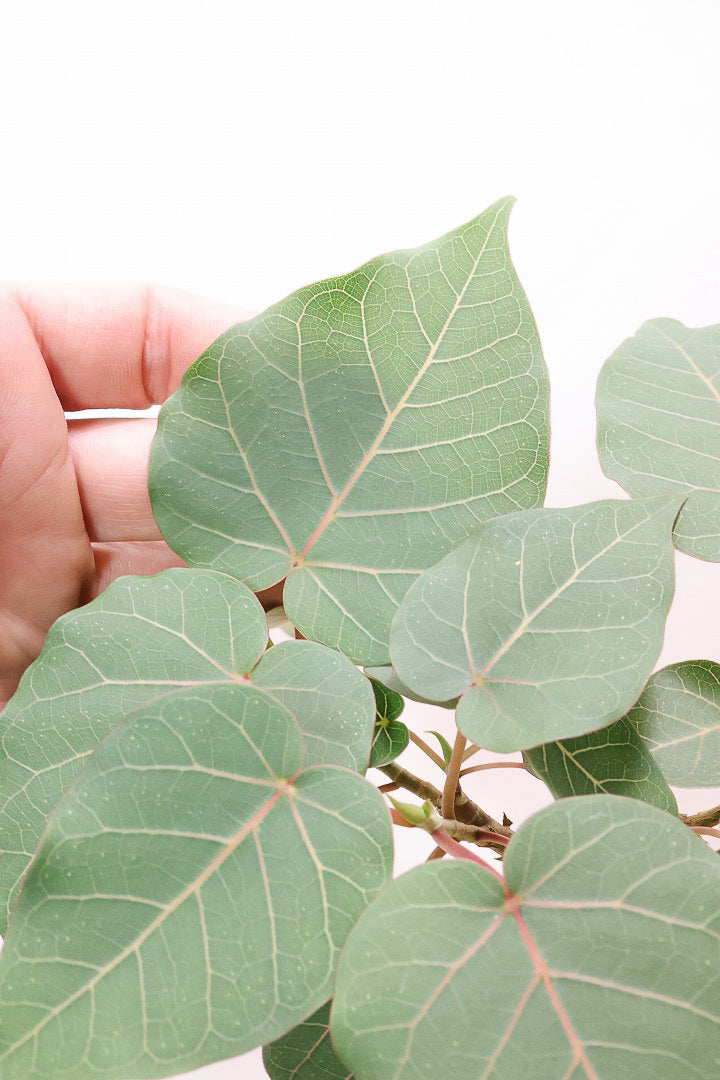 【フィカス ペティオラリス】全高45cm！この植物の特徴は真っ赤な葉脈！しっかりとした幹が美しく、インテリアに人気です!!
