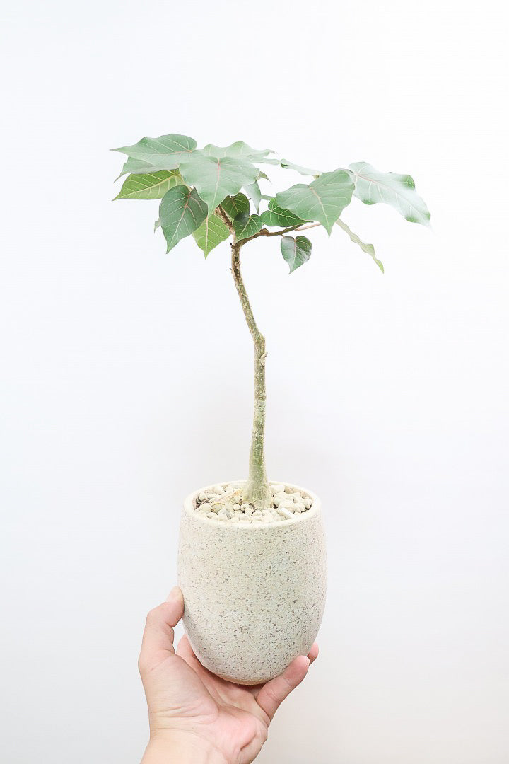 【フィカス ペティオラリス】全高45cm！この植物の特徴は真っ赤な葉脈！しっかりとした幹が美しく、インテリアに人気です!!