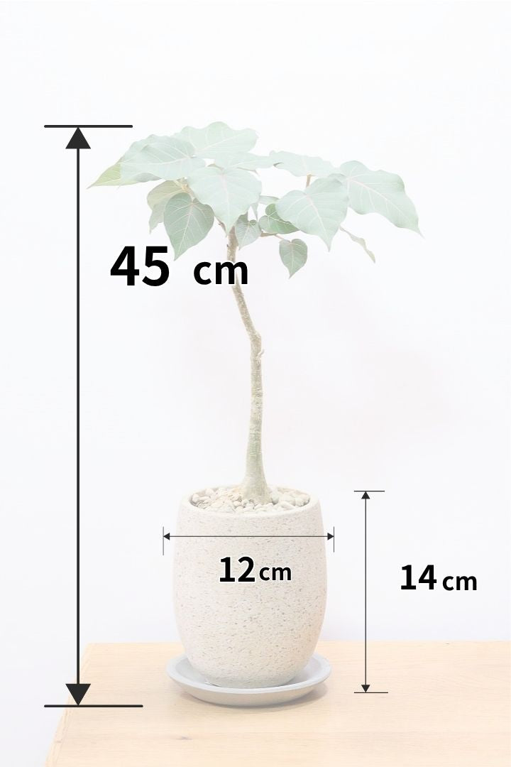 【フィカス ペティオラリス】全高45cm！この植物の特徴は真っ赤な葉脈！しっかりとした幹が美しく、インテリアに人気です!!
