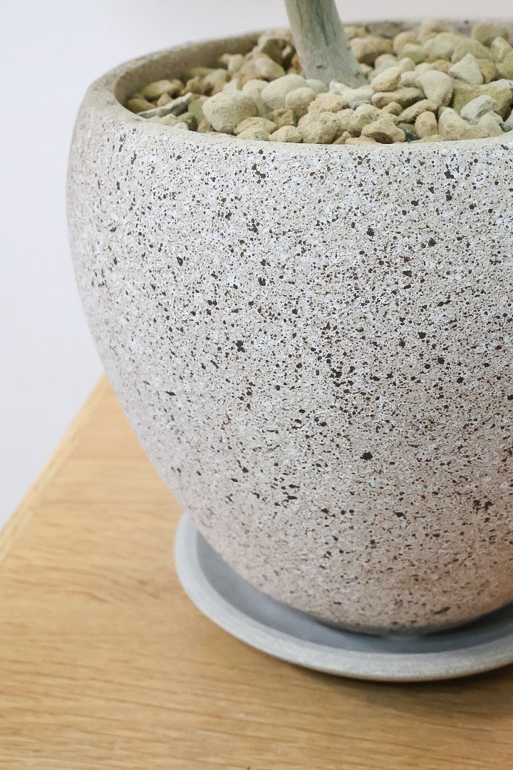 【ウンベラータ】全高70cmのちょうどいいサイズ！幹のカーブの感じが凄くイイと思うんですよ！オススメデス！