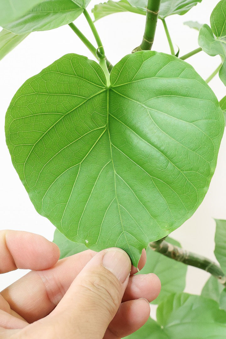 【ウンベラータ】全高70cmのちょうどいいサイズ！幹のカーブの感じが凄くイイと思うんですよ！オススメデス！