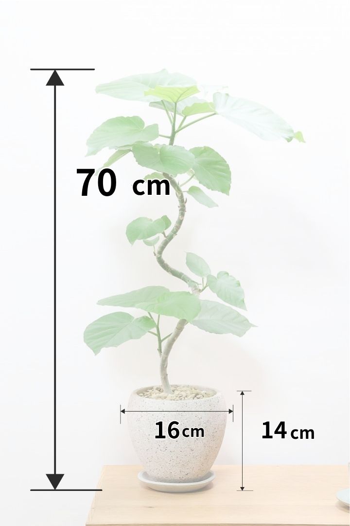 【ウンベラータ】全高70cmのちょうどいいサイズ！幹のカーブの感じが凄くイイと思うんですよ！オススメデス！
