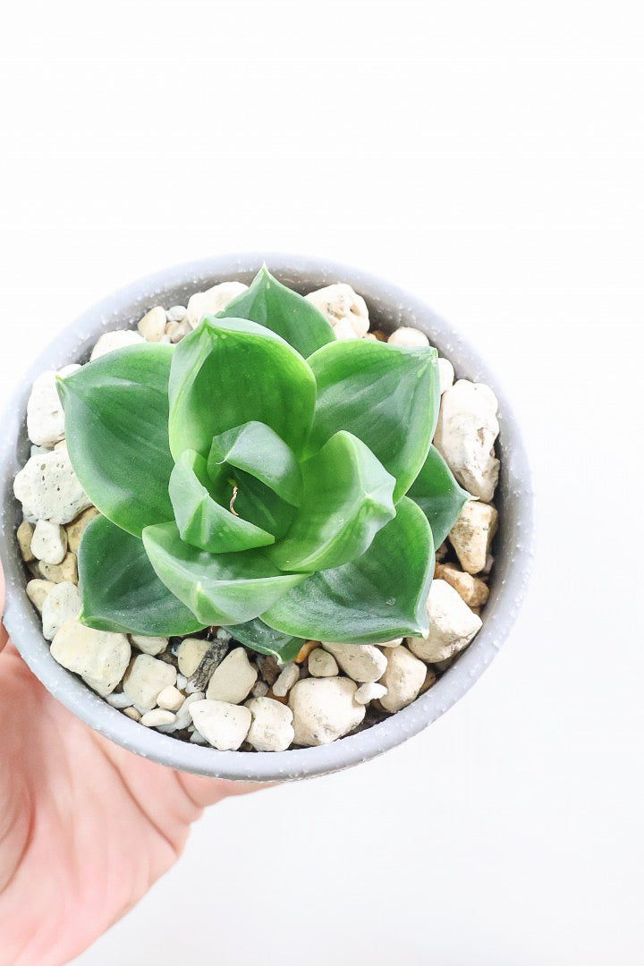 【ハオルチア 丸葉シンビフォルミス】まるでお花のようなかわいい葉っぱ！ハオルチアの中でも人気の品種なのでおすすめです！