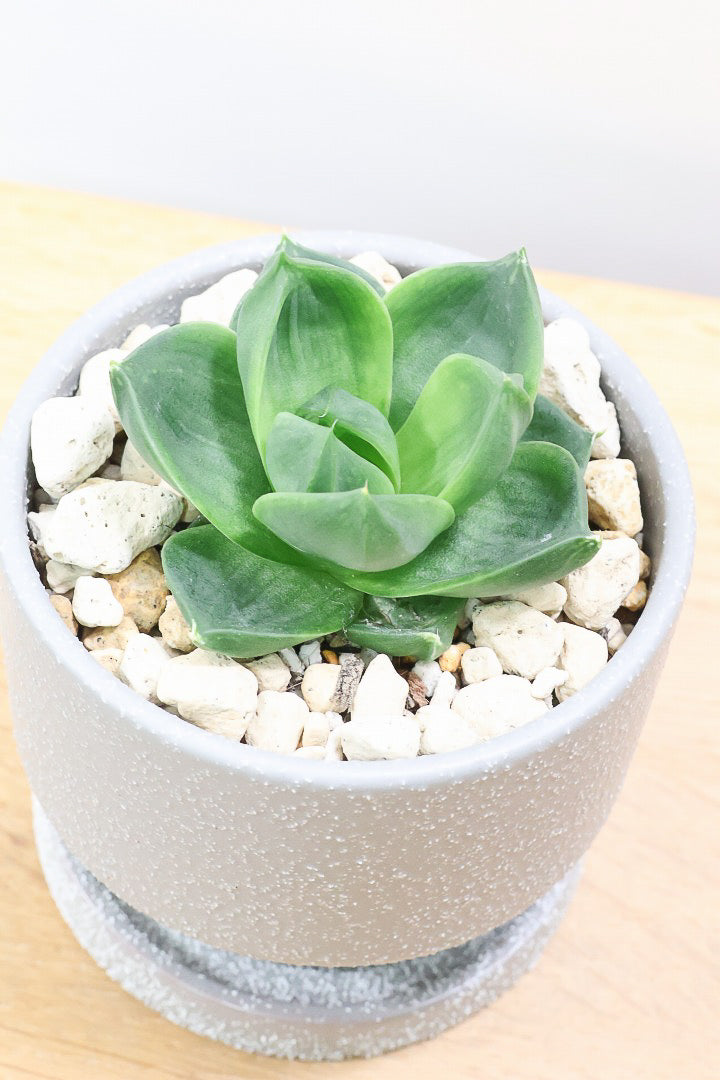 【ハオルチア 丸葉シンビフォルミス】まるでお花のようなかわいい葉っぱ！ハオルチアの中でも人気の品種なのでおすすめです！