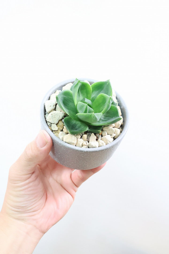 【ハオルチア 丸葉シンビフォルミス】まるでお花のようなかわいい葉っぱ！ハオルチアの中でも人気の品種なのでおすすめです！