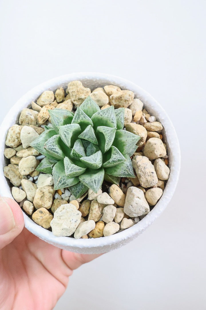 【ハオルチア 細雪】星形の規則正しい葉っぱ！ハオルチアの中でもAPEGOでは初入荷の品種です！