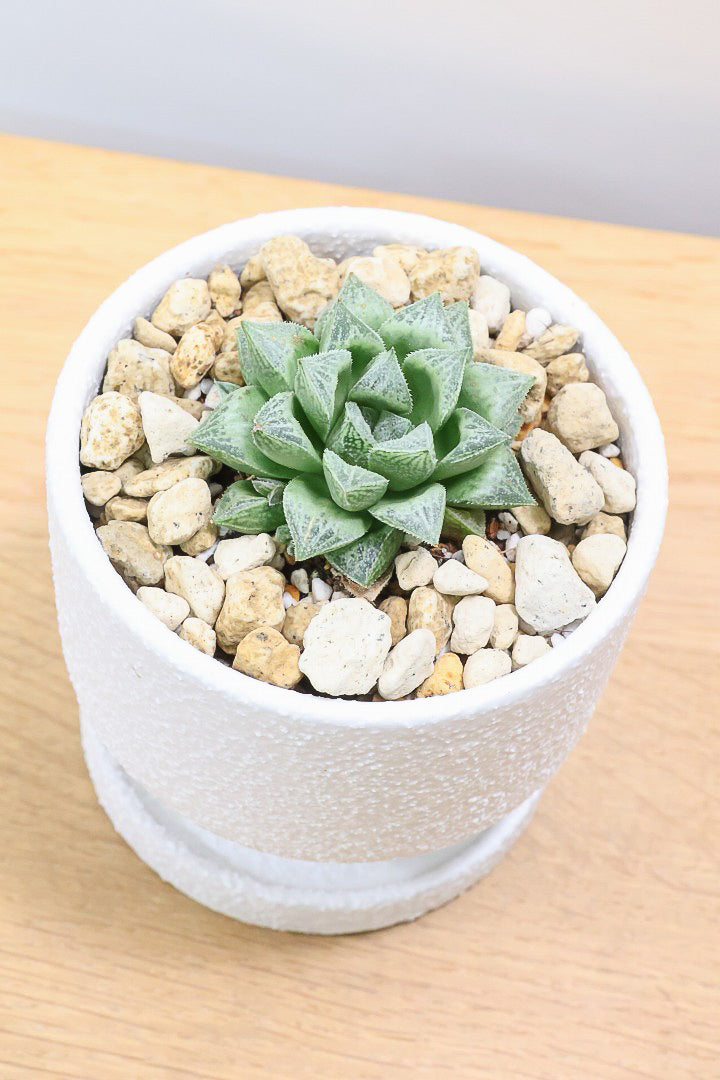 【ハオルチア 細雪】星形の規則正しい葉っぱ！ハオルチアの中でもAPEGOでは初入荷の品種です！