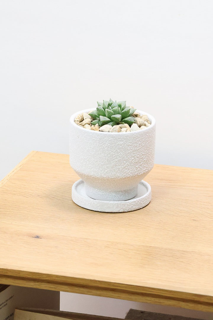 【ハオルチア 細雪】星形の規則正しい葉っぱ！ハオルチアの中でもAPEGOでは初入荷の品種です！