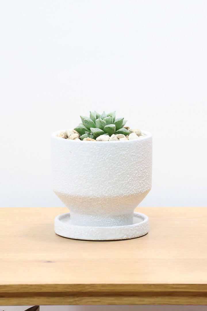 【ハオルチア 細雪】星形の規則正しい葉っぱ！ハオルチアの中でもAPEGOでは初入荷の品種です！