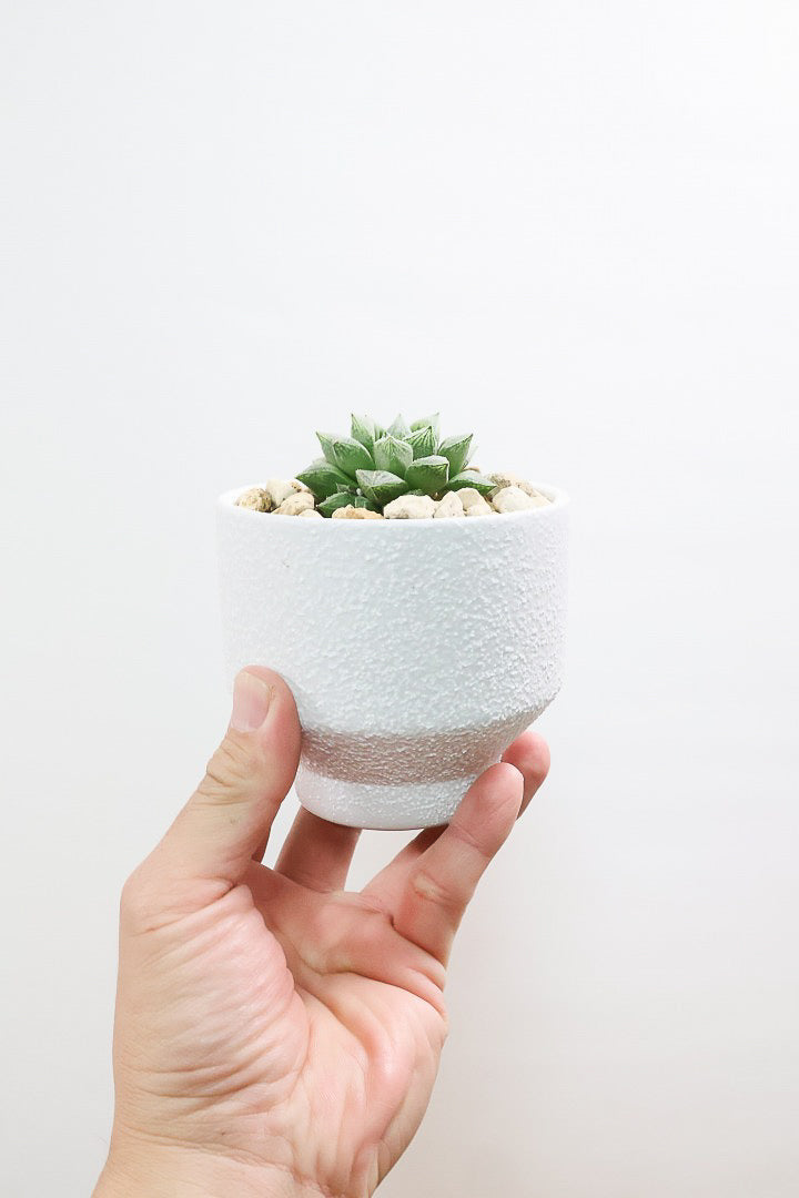 【ハオルチア 細雪】星形の規則正しい葉っぱ！ハオルチアの中でもAPEGOでは初入荷の品種です！