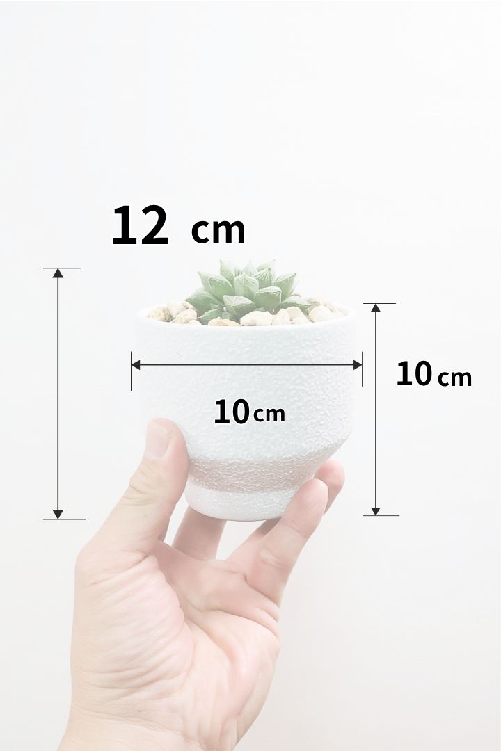 【ハオルチア 細雪】星形の規則正しい葉っぱ！ハオルチアの中でもAPEGOでは初入荷の品種です！